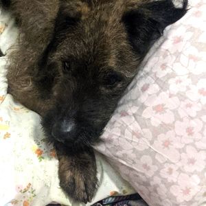 DEALS and Co-Host Shows